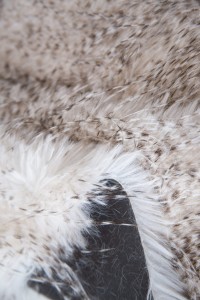 owlwite.jpg