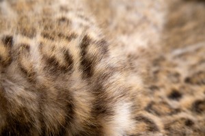 51613.jpg