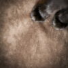Tkanina tapicerska obiciowa Napa Flock chocolate EASY CLEAN ! PET FRIENDLY ! - obrazek 7