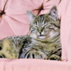 Tkanina tapicerska Matt Velvet 61 powder pink - obrazek 5